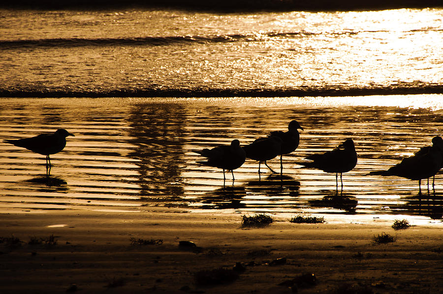 Bird Photograph - Beach Morning by John Collins