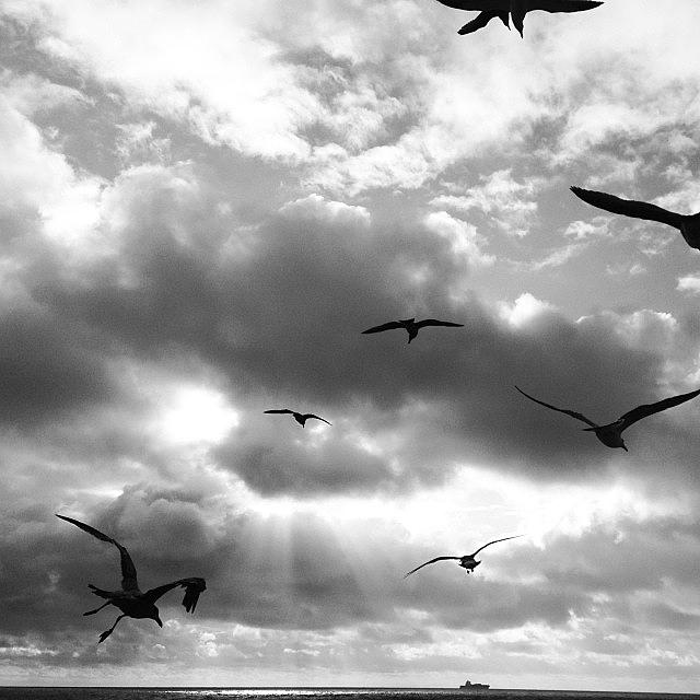 Gulls Photograph - Beach Nights by Matt Proehl