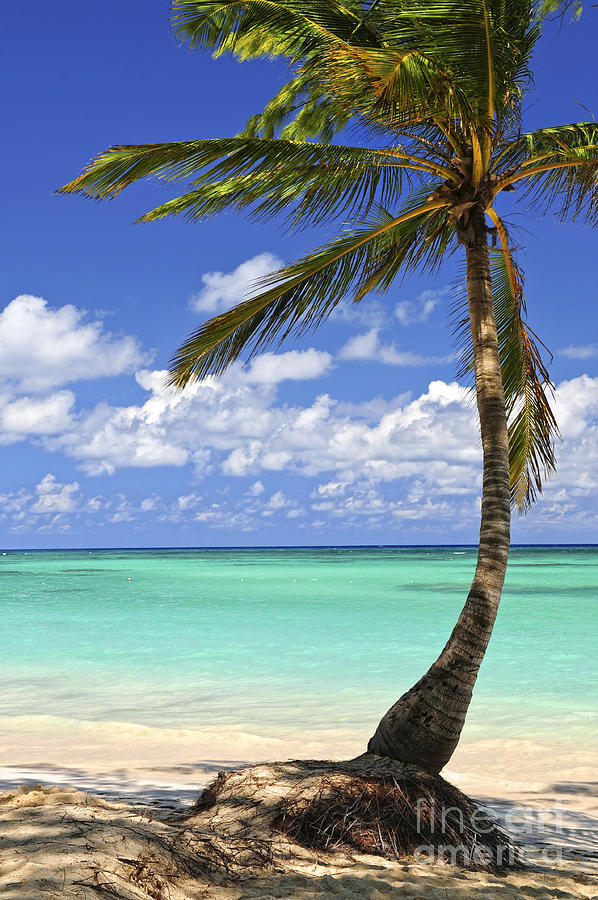 Beach of a tropical island Photograph by Elena Elisseeva