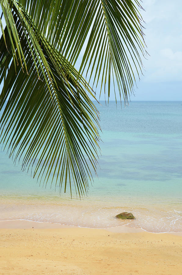 Beach Paradise With Palm Trees In The Photograph by Volanthevist