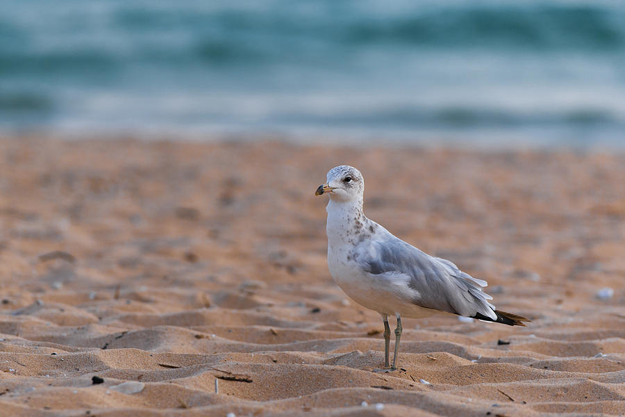 Bird Photograph - Beach Patrol by Sebastian Musial