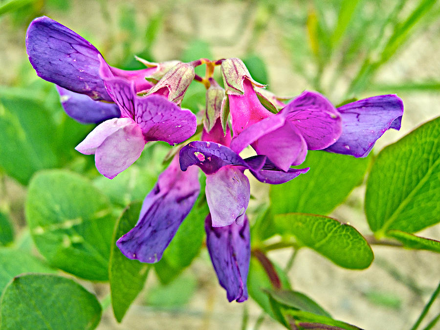 Beach Pea near Platte River Outlet in Sleeping Bear Dunes National Lakeshore, Michigan Photograph by Ruth Hager