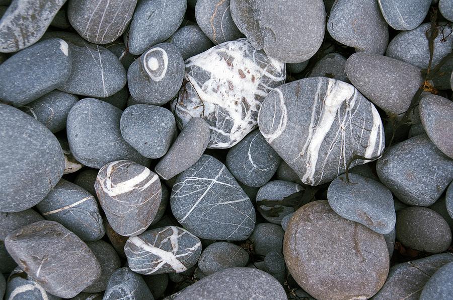 Beach Pebbles With Quatz Veins. Photograph by Sinclair Stammers