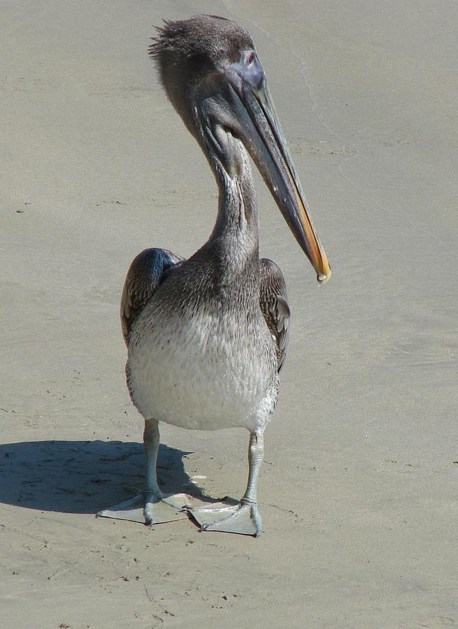 Beach Pelican Photograph