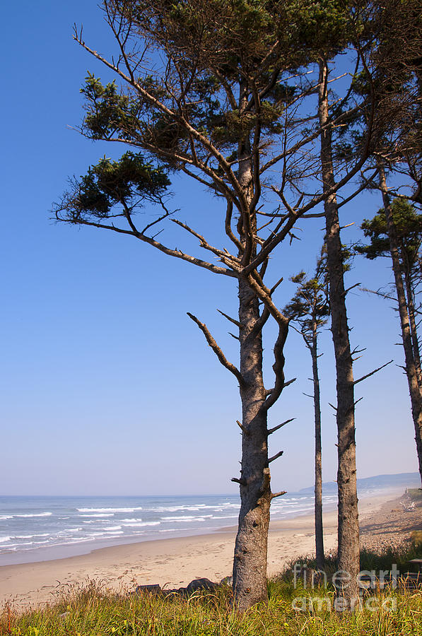 Beach Pines Photograph by Brenda Kean
