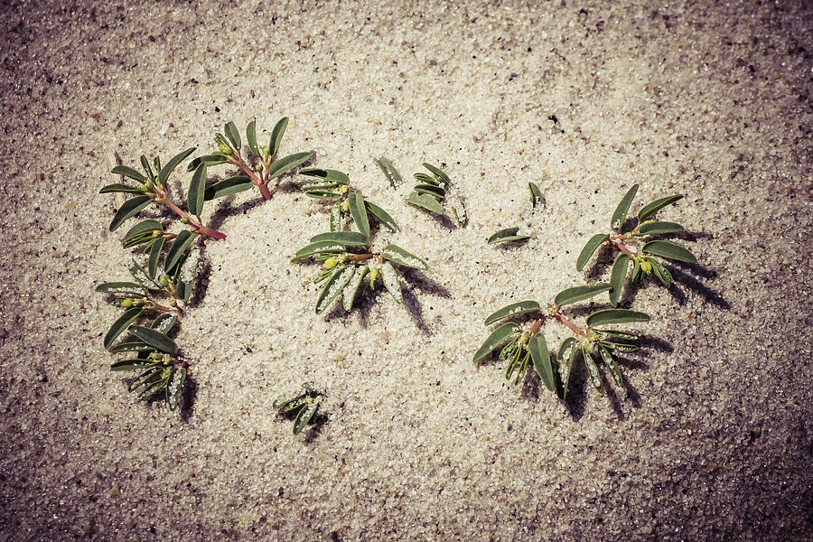 Beach Plant Photograph by Frank Winters