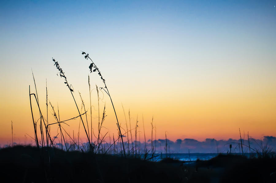 Beach Plants At Sunrise Dusk Photograph by Alex Grichenko