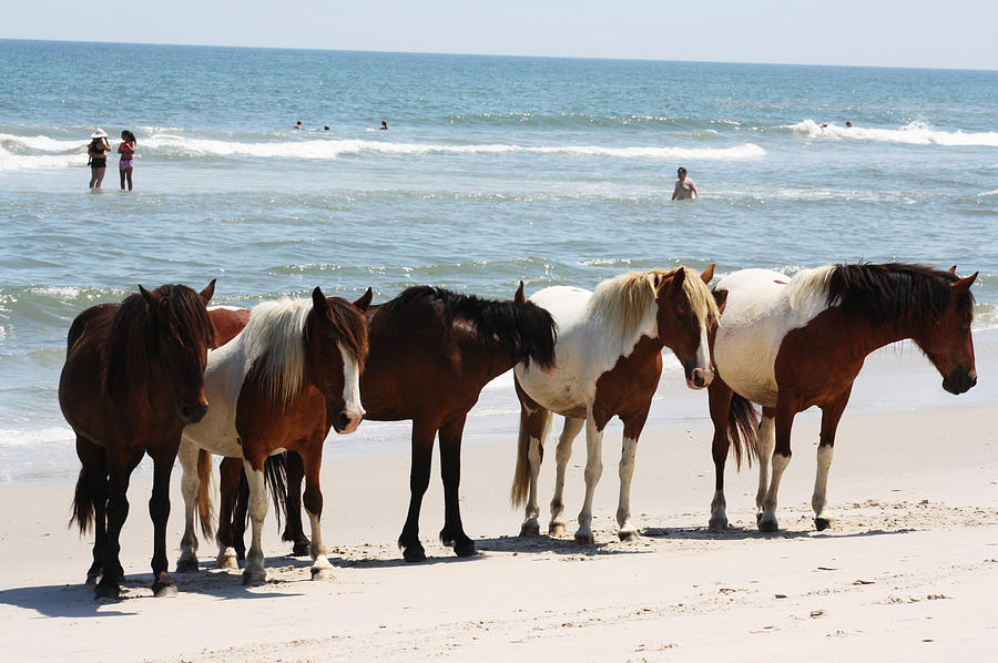 Horses Photograph - Beach Ponies by JB Stran Horses Photograph - Beach Ponies by JB Stran