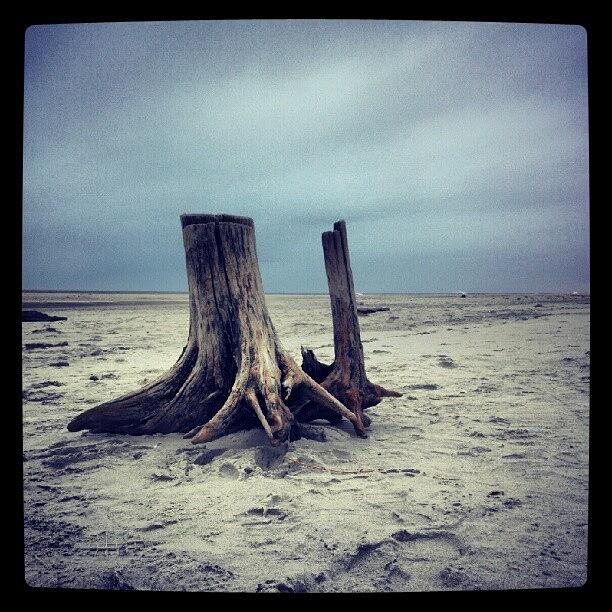 Tree Photograph - #beach #primeshot #bestshot #instagram by Visions Photography by LisaMarie