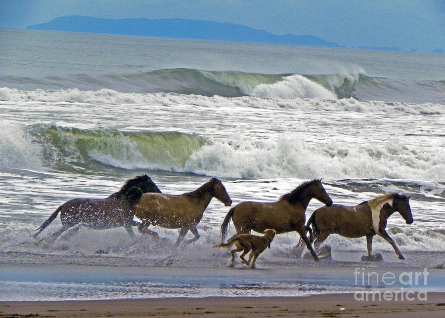 Horse Photograph - Beach Race by Mary  Swann