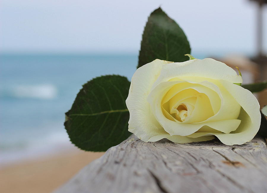 Rose Photograph - Beach Rose 2 by Cathy Lindsey