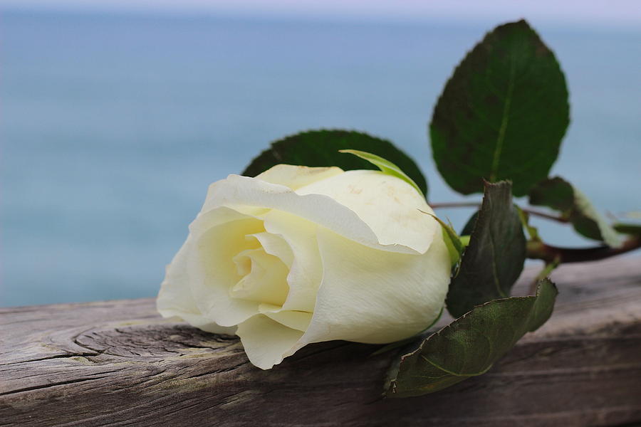 Rose Photograph - Beach Rose by Cathy Lindsey