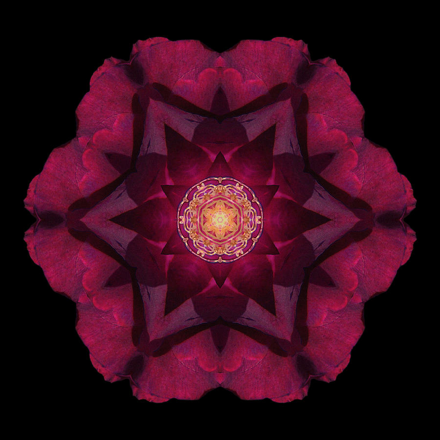 Beach Rose I Flower Mandala Photograph by David J Bookbinder