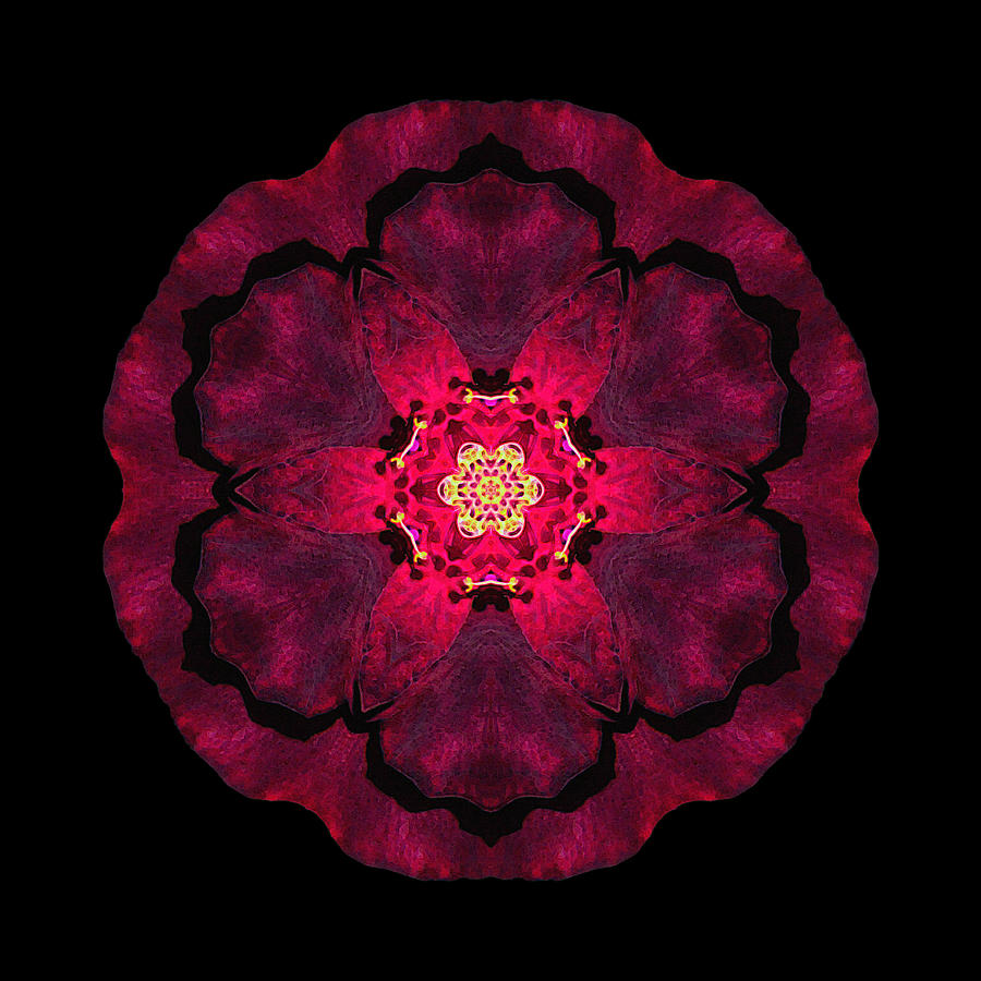 Beach Rose II Flower Mandala Photograph by David J Bookbinder