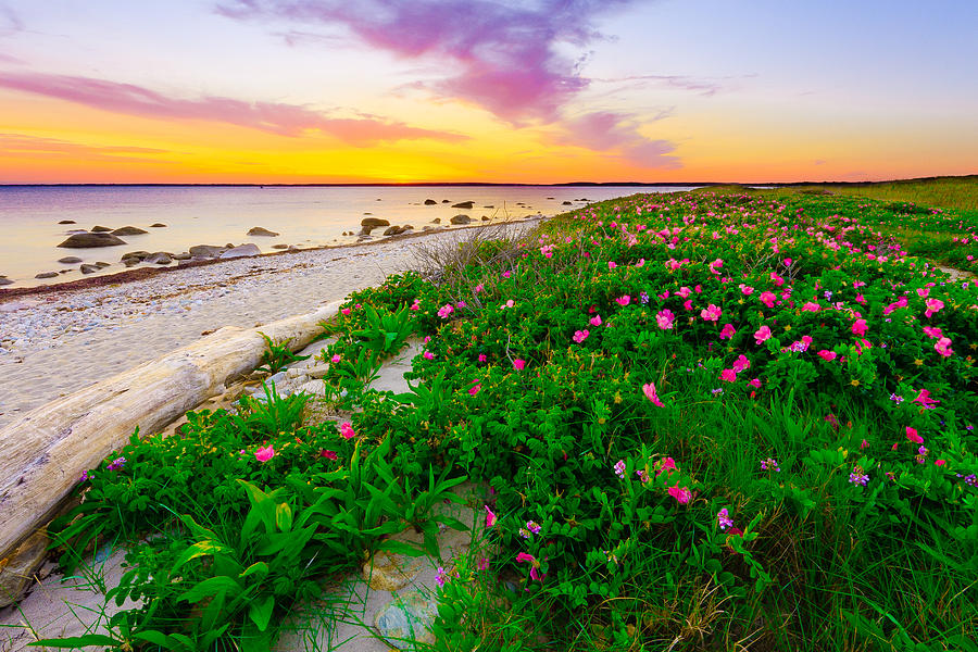 Beach Rose Sunset Photograph by Bryan Bzdula