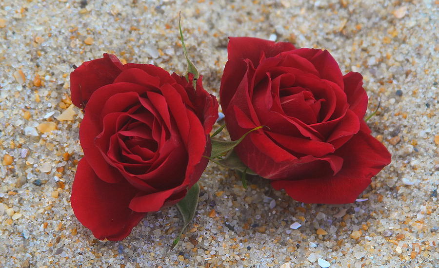Rose Photograph - Beach Roses 5 by Cathy Lindsey