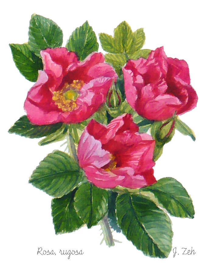Beach Roses -  Rosa rugosa Painting by Janet Zeh