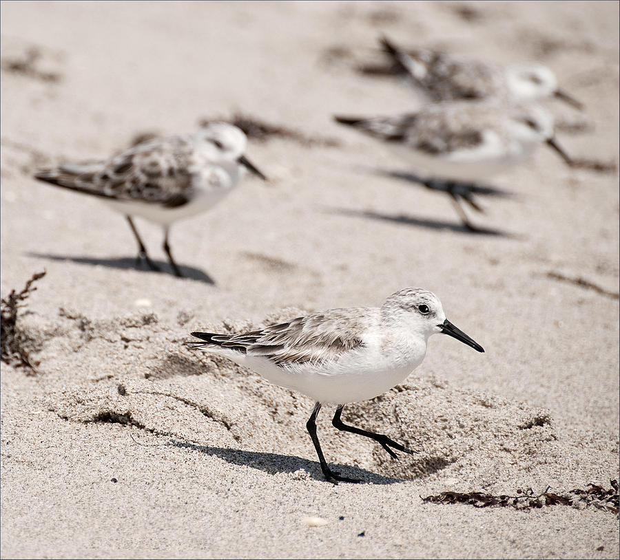 Bird Photograph - Beach Sanderlings by Alida Thorpe