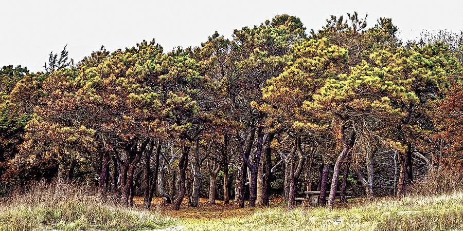 Beach Scrub Pines Photograph by Constantine Gregory