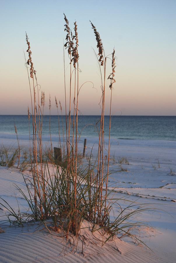 Sunset Photograph - Beach sea oats by Rhonda McSorley