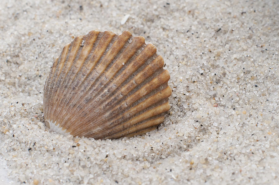 Summer Photograph - Beach Seashell by Terry DeLuco