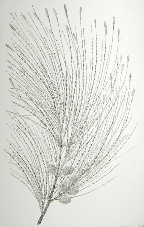 Beach She-oak (casuarina Equisetifolia) Photograph by Natural History Museum, London/science Photo Library
