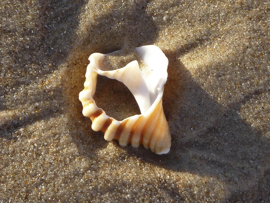 Beach Shell Photograph by David Yack
