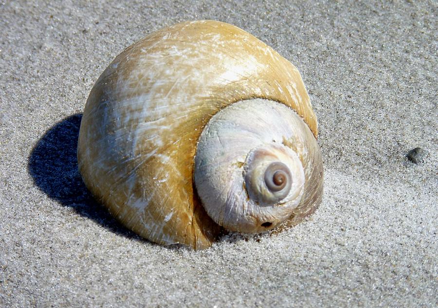 Beach shell Photograph by Janice Drew