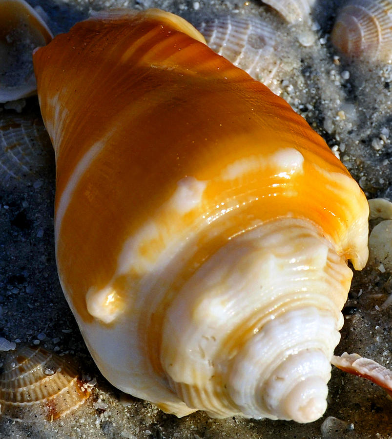 Shell Photograph - Beach shell smart phone case work by David Lee Thompson