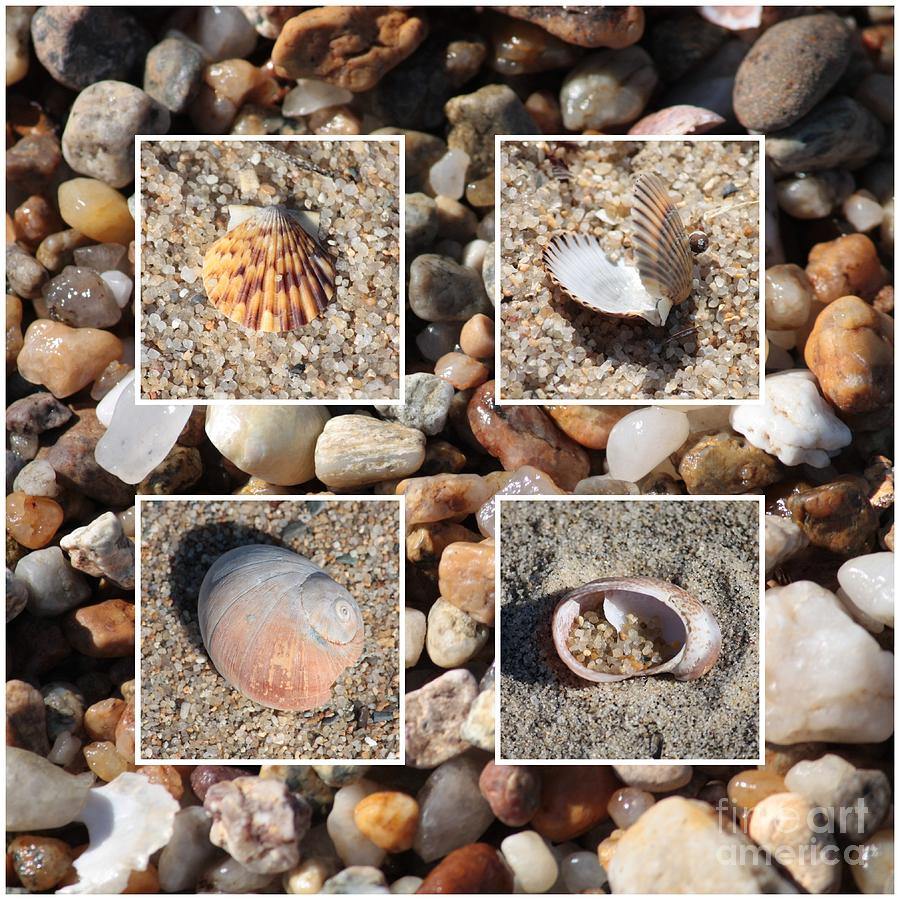 Beach Shells and Rocks Collage Photograph by Carol Groenen