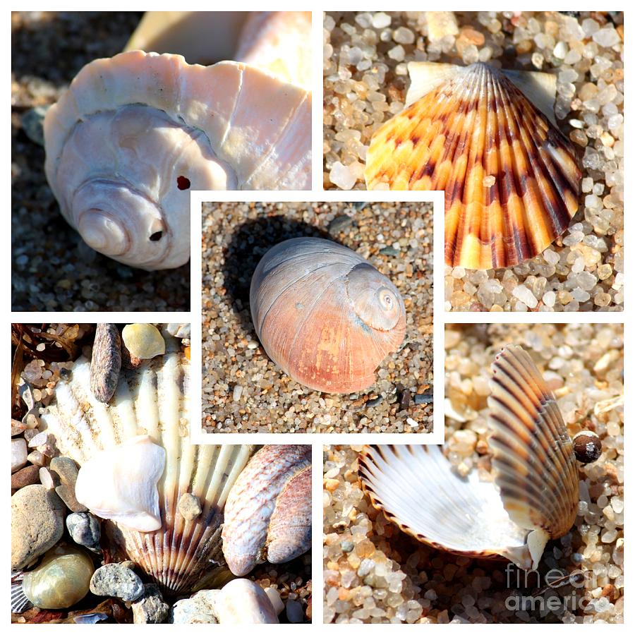 Beach Shells Collage Photograph by Carol Groenen