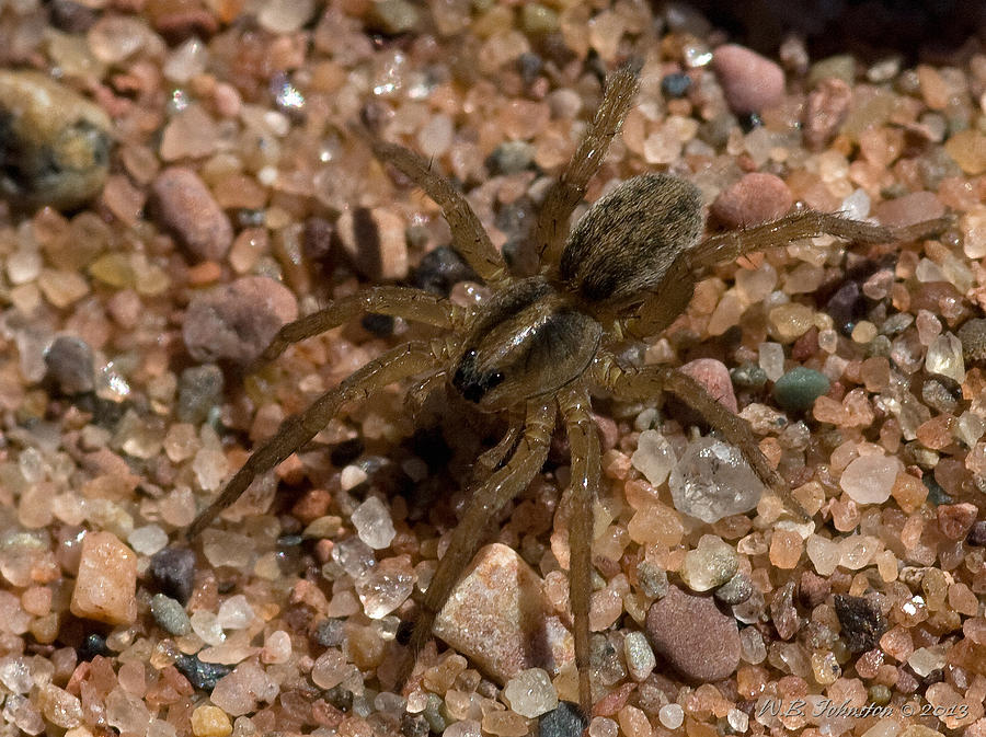 Beach Spider Photograph by WB Johnston
