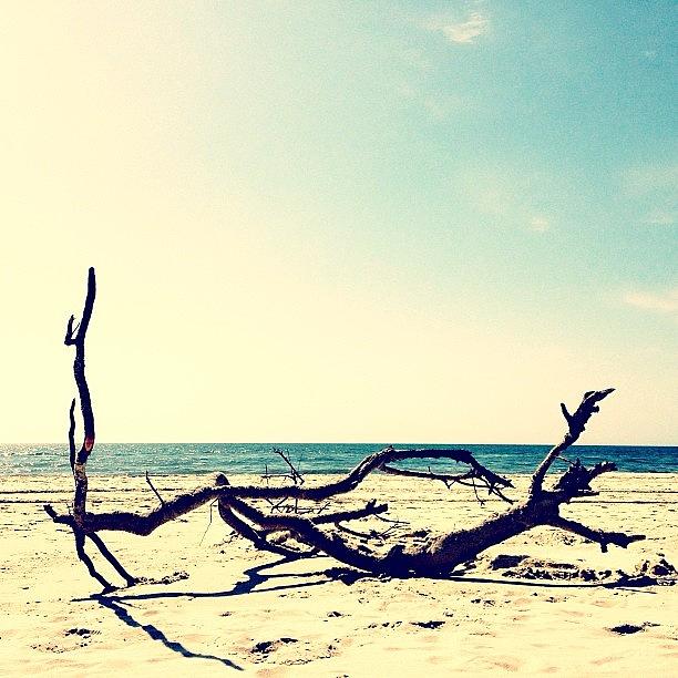 Spring Photograph - #beach #spring #beautiful #nature #wood by Jess Stanisic