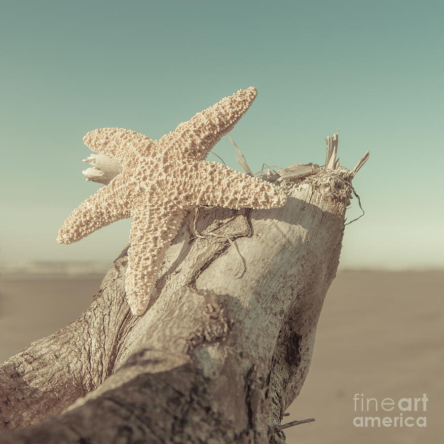 Beach Photograph - Beach Starfish by Lucid Mood