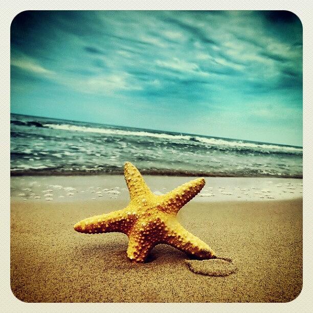 Beach Photograph - #beach #starfish by Samantha Brush