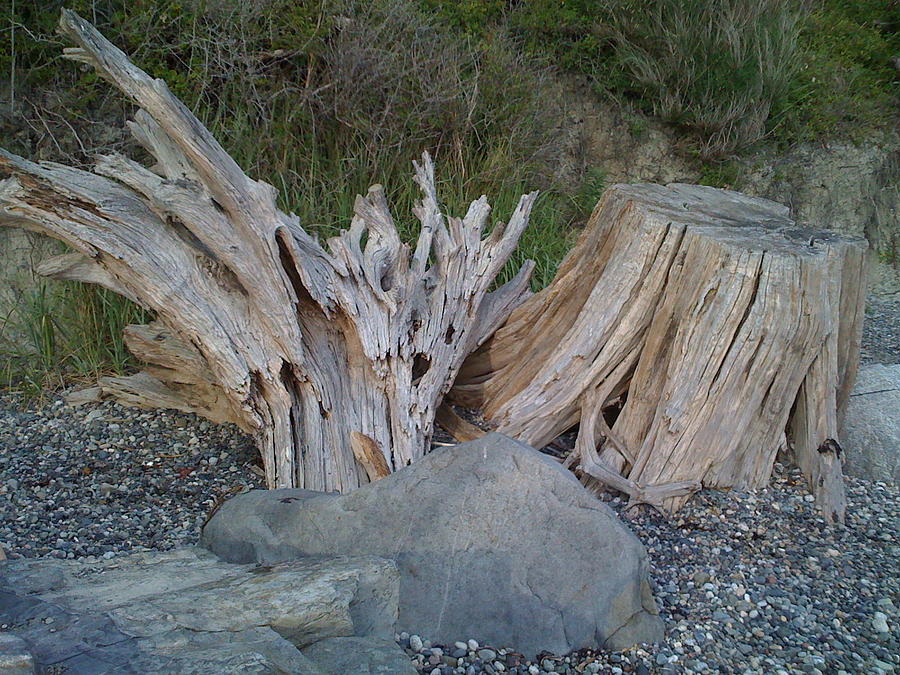 Tree Photograph - Beach stump by Christopher Gibson