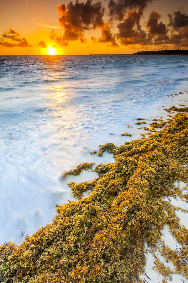 Beach Sunrise Photograph by Sebastian Musial