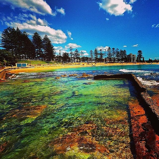 Landscape Photograph - Rock pool bordered by Norfolk Pines Dee Why by Dan Morris