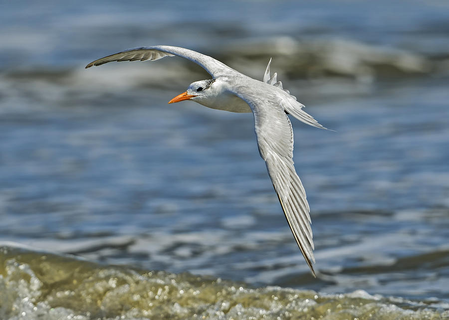 Beach Tern Photograph by Bill Dodsworth