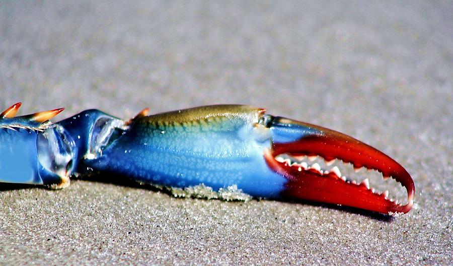 Beach Things - Blue Crab Claw Photograph by Paulette Thomas