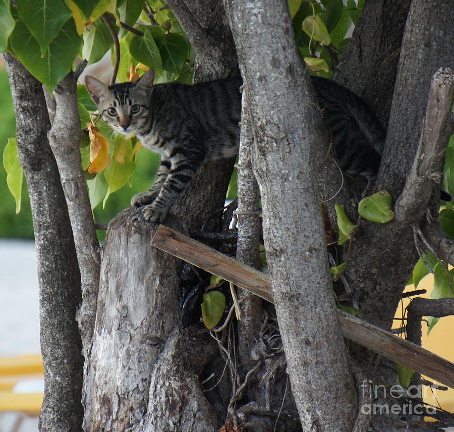 Beach Tiger Photograph by Lilliana Mendez