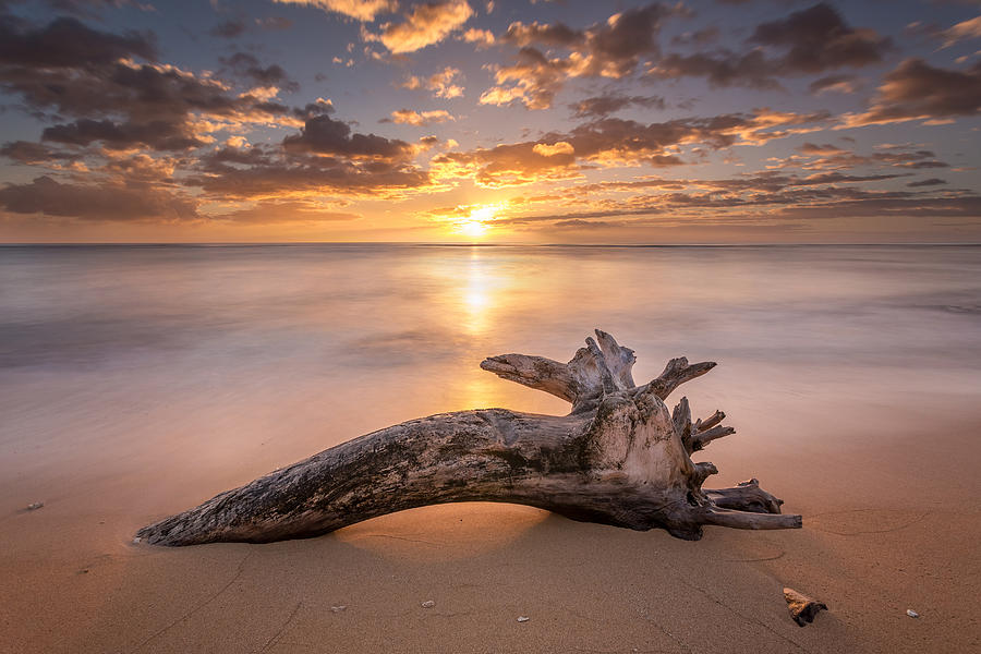 Paradise Photograph - Beach Tree Sunrise by Pierre Leclerc Photography