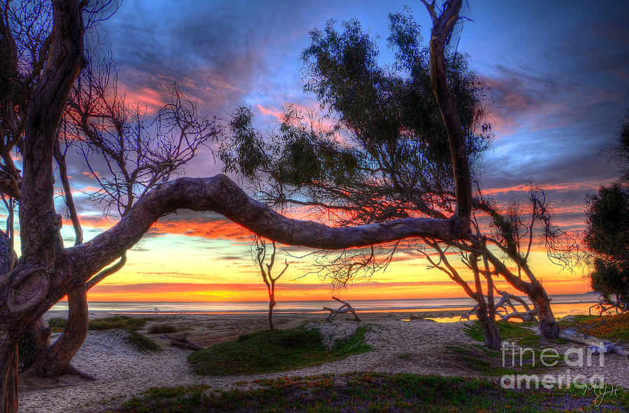 Beach Tree Sunset View Photograph by Mathias 