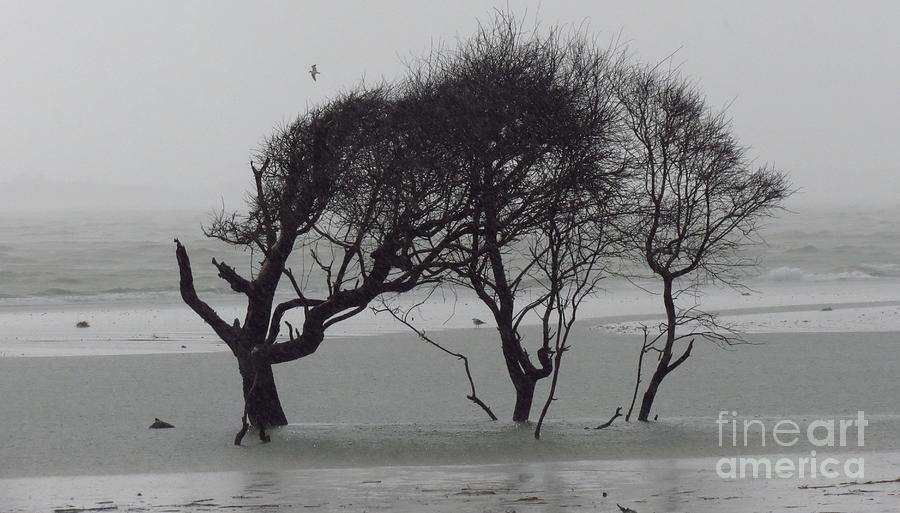 Beach Trees in the Rain Photograph by Anita Adams