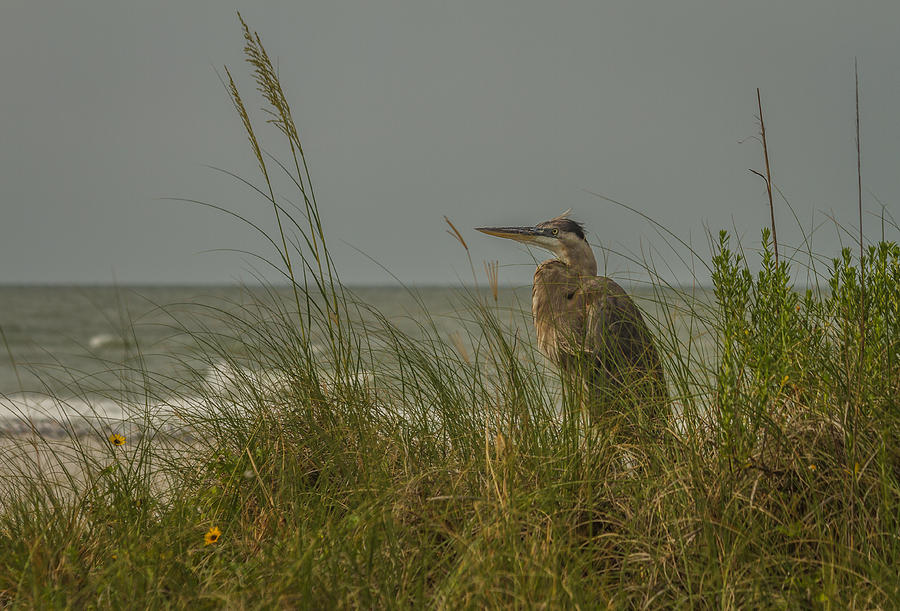Beach visitor Photograph by Jane Luxton