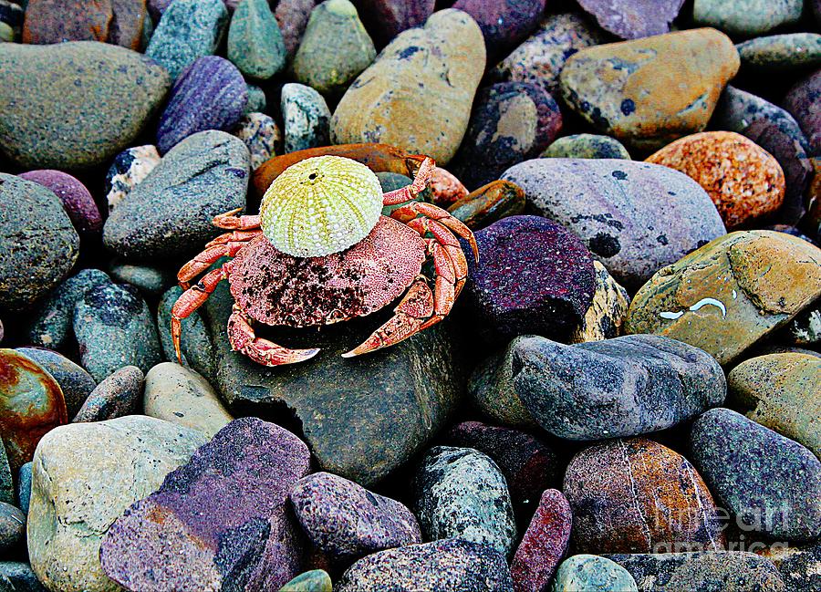 Beach Wares - Egghead Crab Photograph by Barbara A Griffin