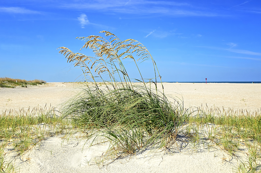 Beach Wheat Photograph by Steven Michael
