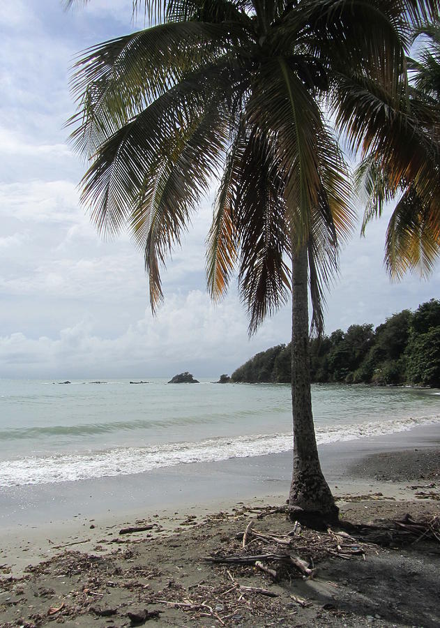 Beach with Palm Tree Photograph by Anita Burgermeister