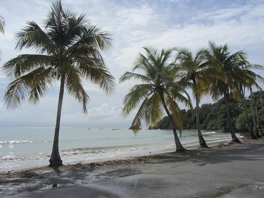Beach with Palm Trees Photograph by Anita Burgermeister