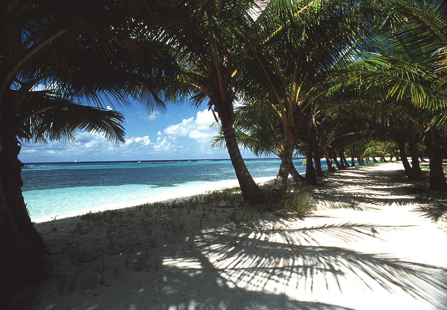 Beach With Palm Trees Photograph by Peter Falkner/science Photo Library